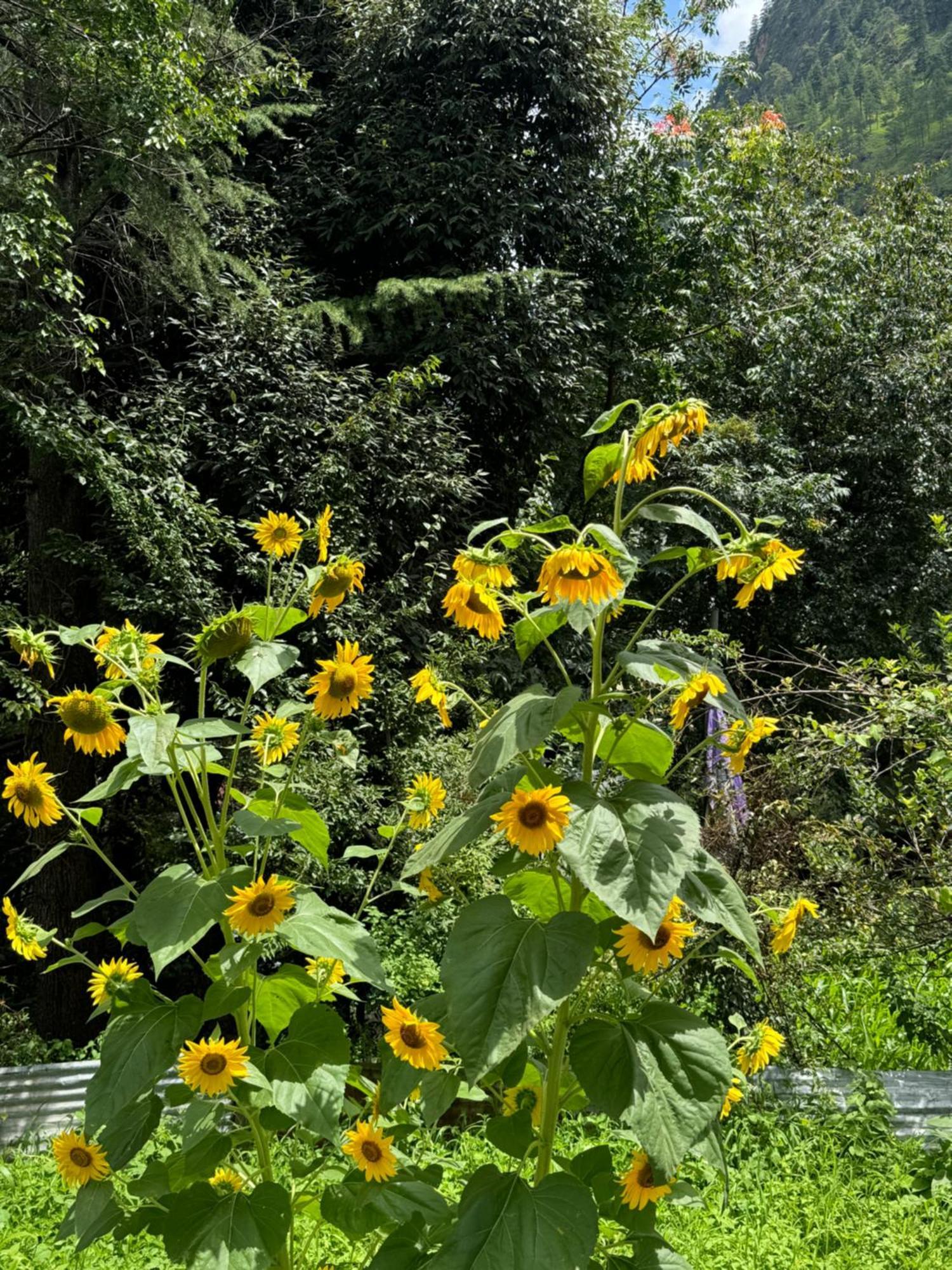 Delight Homestay Kasol Exterior foto